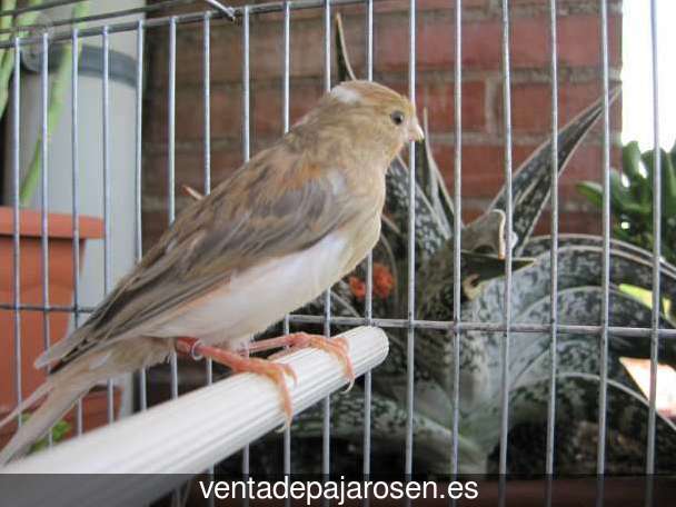 Cria de canarios en casa Castejón de Valdejasa?